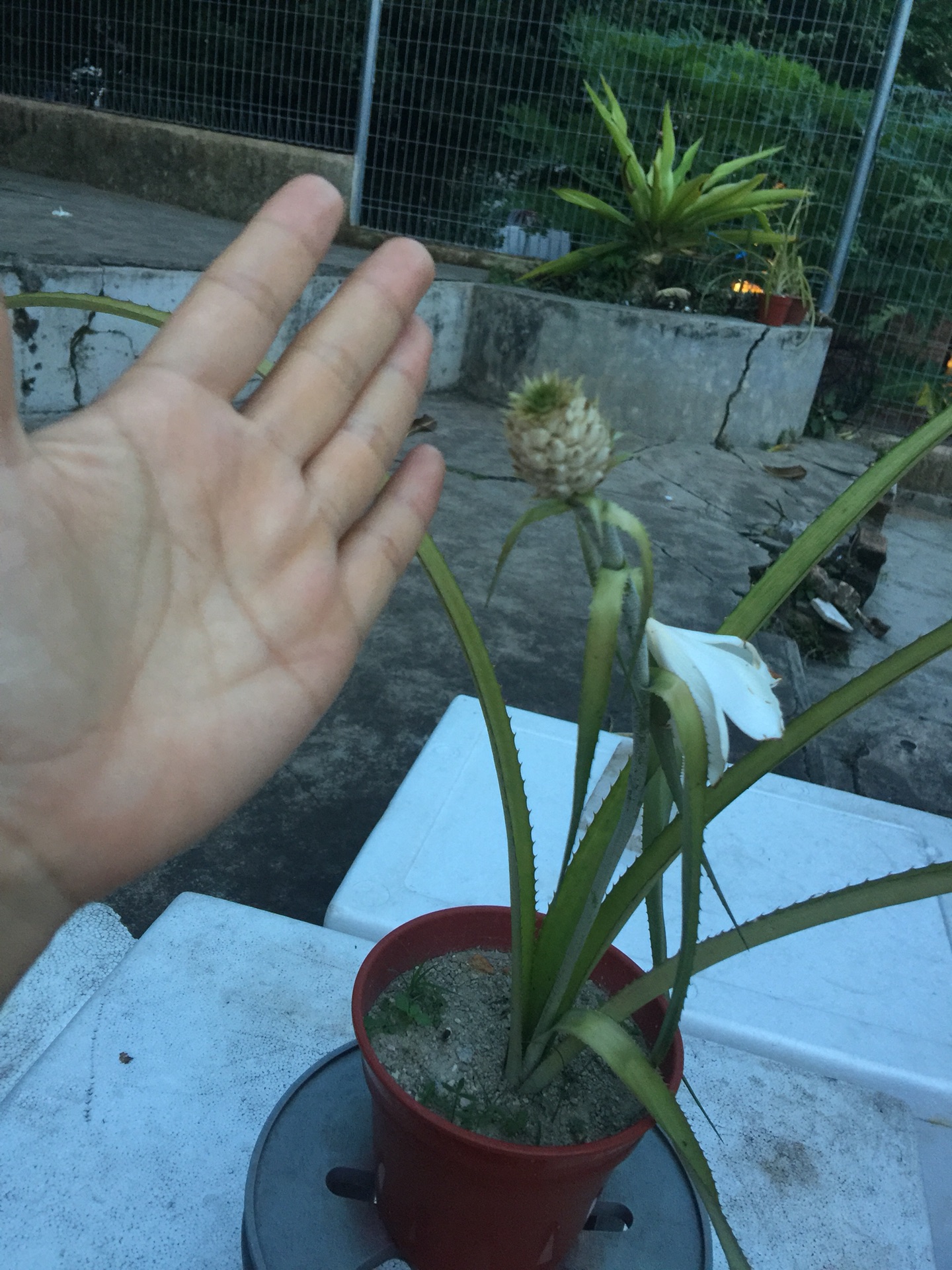 世界上最小的菠萝