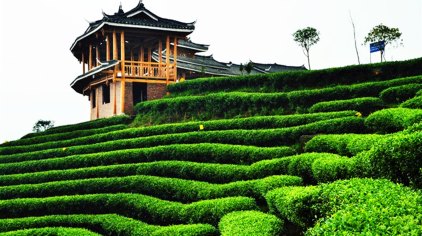 三江布央仙人山茶场门票