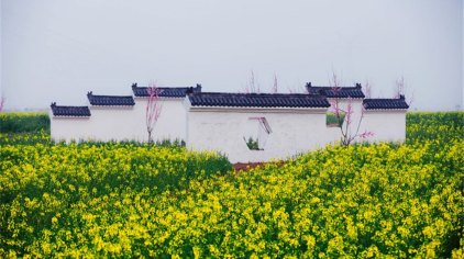 新乡封丘万亩油菜花节门票