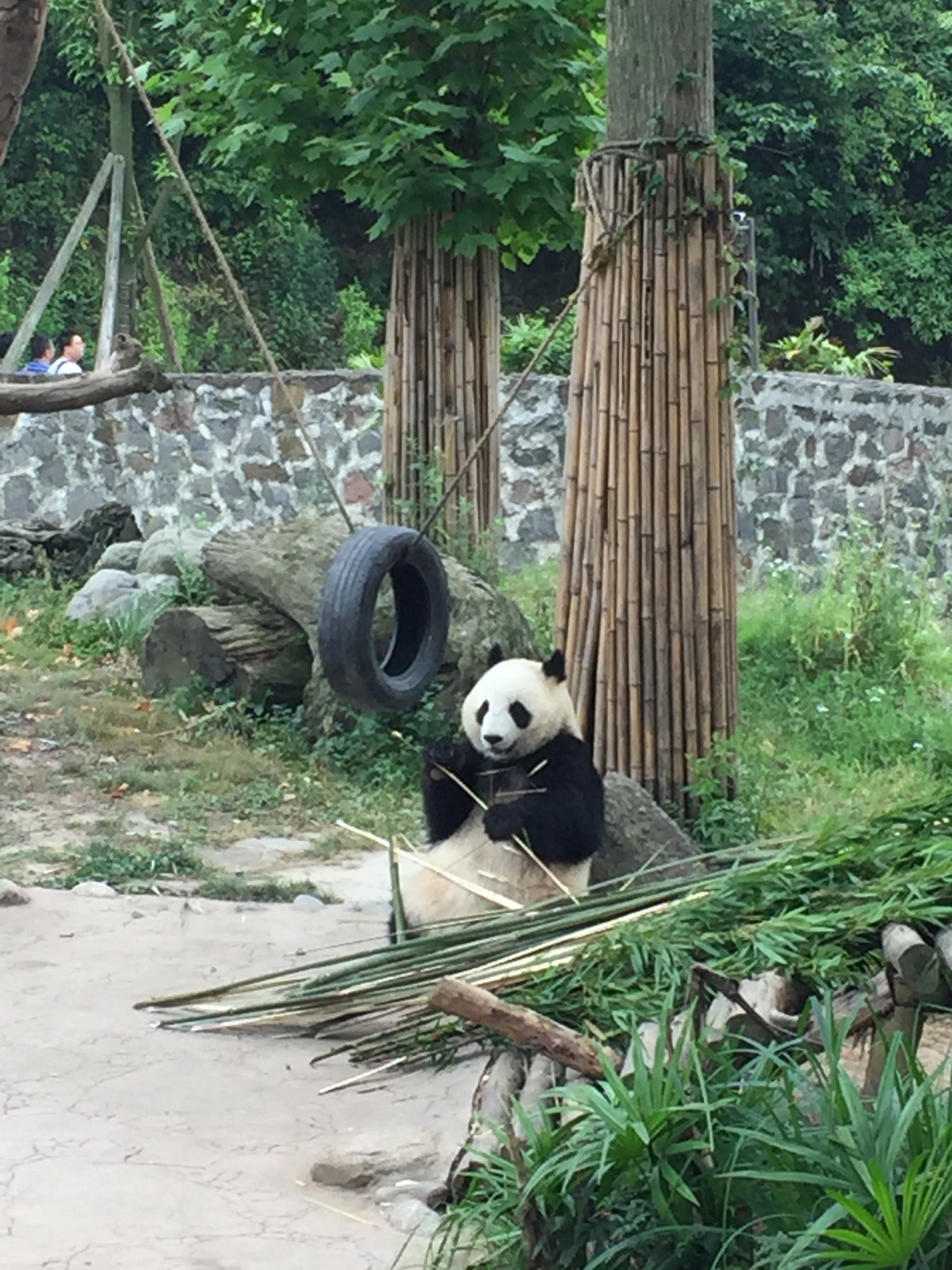 晚上10点左右到的)      途径都江堰的熊猫乐园,前一天去了熊猫基地