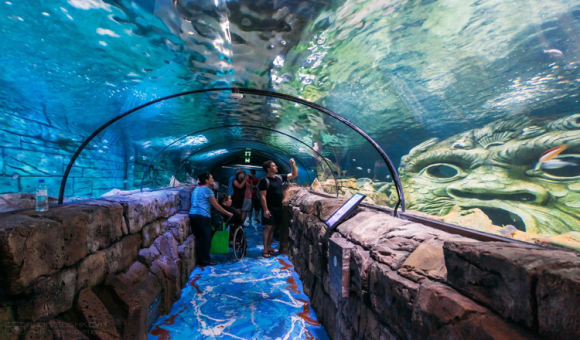 悉尼水族馆·SEA LIFE Sydney Aquarium 悉尼水族馆,主体建筑位于悉尼情人港水面下。它是澳大利亚新南威尔士州悉尼的一间公共水族馆,以长达146米的水底通道、通透的圆弧形玻璃观景窗,让游客尽情欣赏海底生态环境的媚姿。这里汇集了澳洲5000多种水底生物,其中鲨鱼种类之多,世界排名第一,还有世界最大的鸭嘴兽。 水族馆特色: 1) 模拟自然居住环境下的鸭嘴兽 2) 大陆上最大的陆地捕食者-咸水鳄及澳洲龙鱼 3) 神仙企鹅(18种企鹅中最小的一种)、海豹馆 4) 鲨鱼(Shar