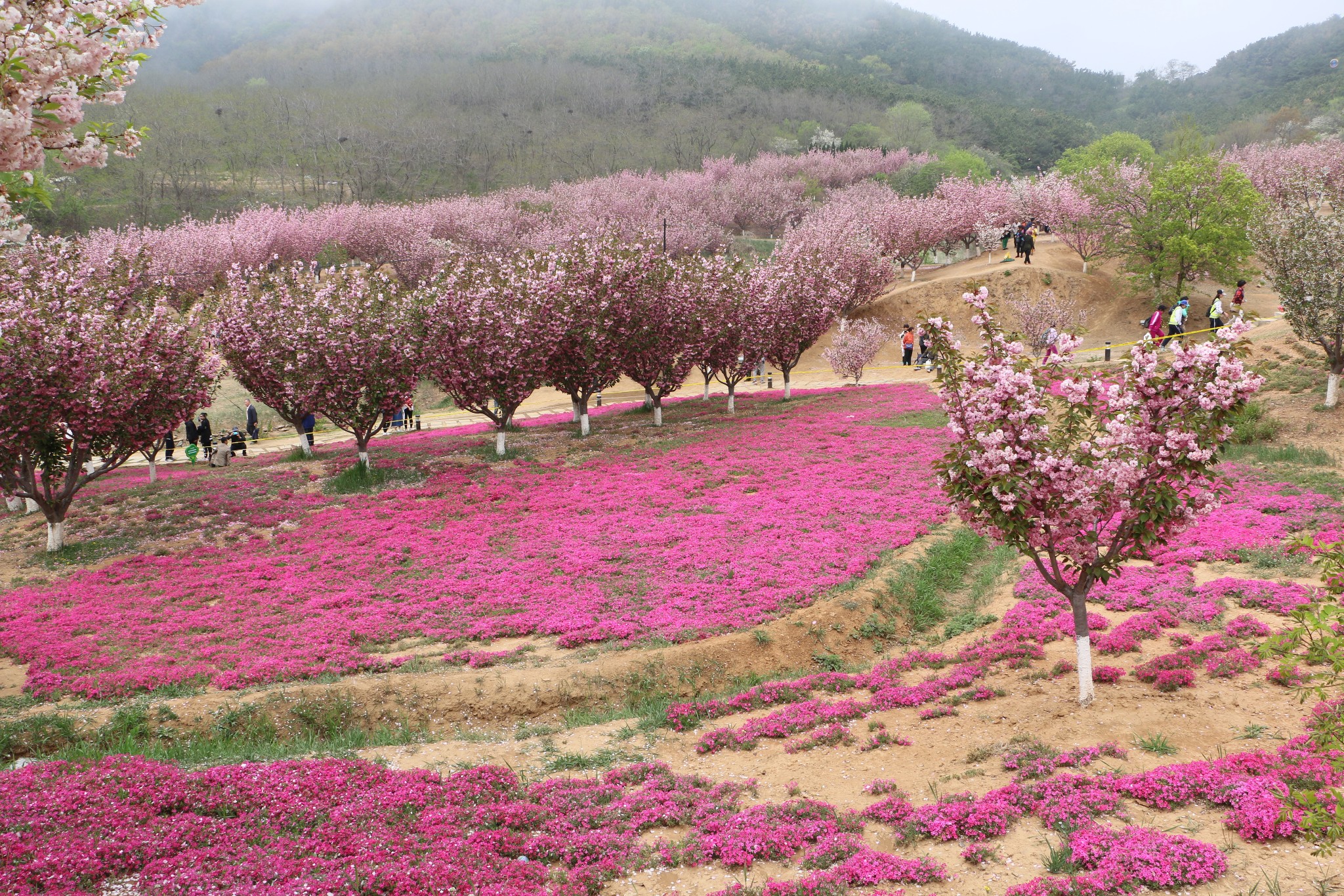 一场关于樱花尾期的约会,旅顺自助游攻略 - 蚂蜂窝