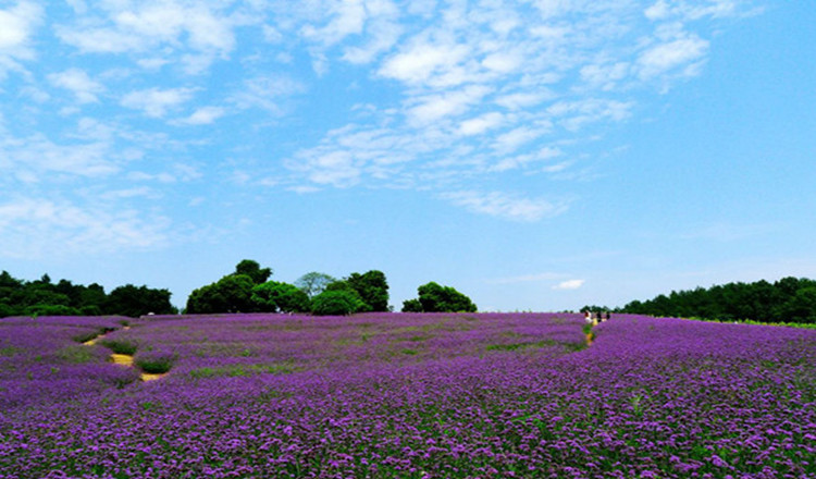 四川 成都 浦江 石象湖景区电子门票(百合花旅游节)