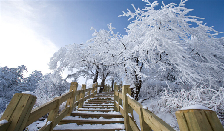 西岭雪山门票 鸳鸯池索道成人票