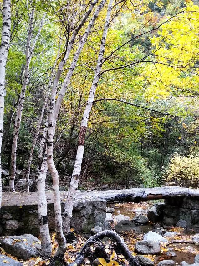 雾灵山西线山涧旁的白桦树