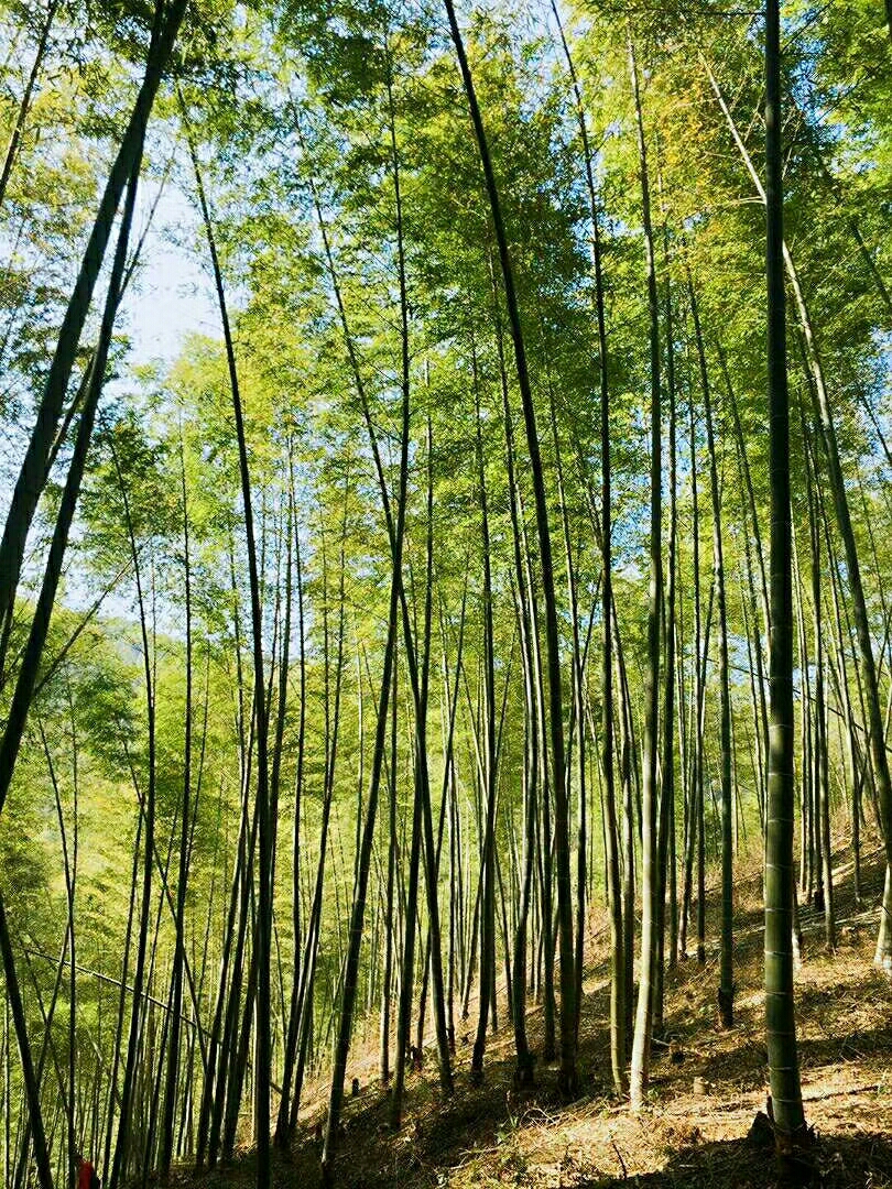 最美风景图片 竹林