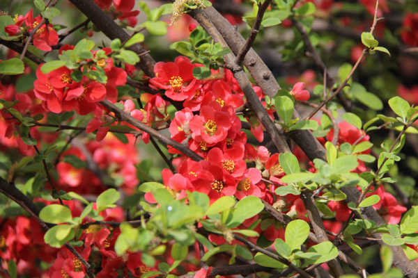 海棠图片大全大图真实 wKgBt0-VEHD5ih_0AAL-LiFESDE79.jpeg?imageView2%2F2%2Fw%2F600%2Fq%2F50