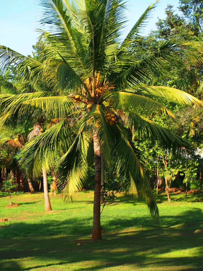 srilanka 斯里兰卡 udawalawe national park 乌达瓦拉维 国家公园 不