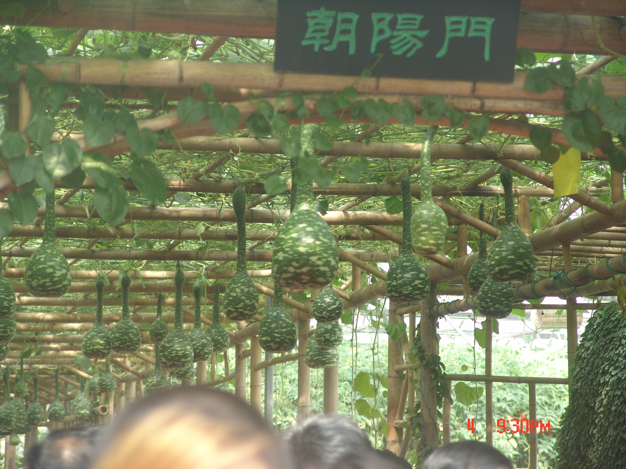 寿光有多少人口_寿光蔬菜博览会(3)