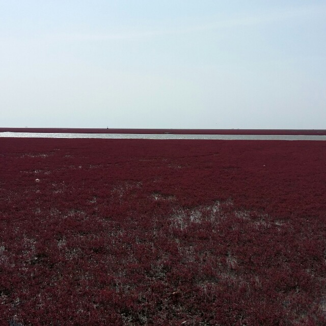 红海滩婚纱照_盘锦红海滩