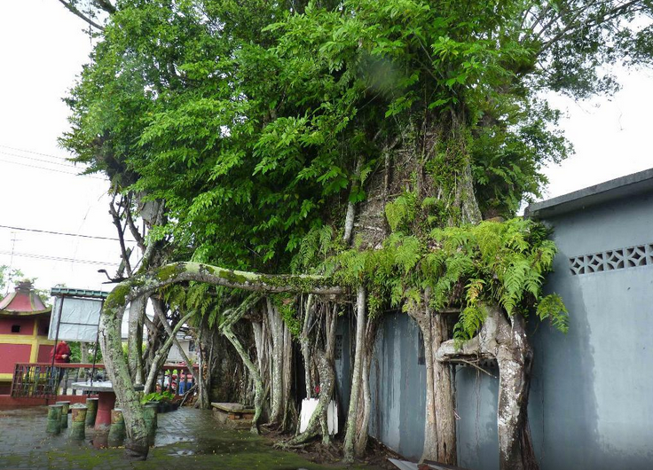 悠久 当地的农场,可以亲手栽培,浇灌蔬菜 被300年的老榕树包围的寺庙