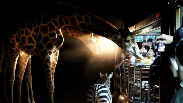 【与动物的亲密接触】清迈 night safari夜间动物园门票(含接送)