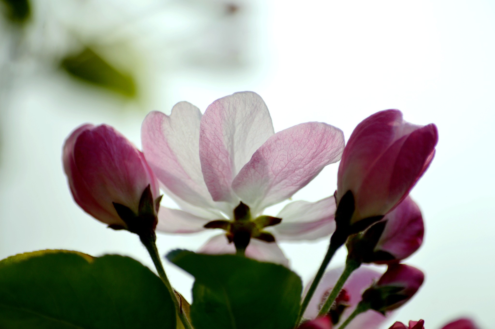 wKgBs1cCW3WATeMoAAUFkD9WhcY26.jpeg?imageView2%2F2%2Fw%2F600%2Fh%2F600%2Fq%2F90