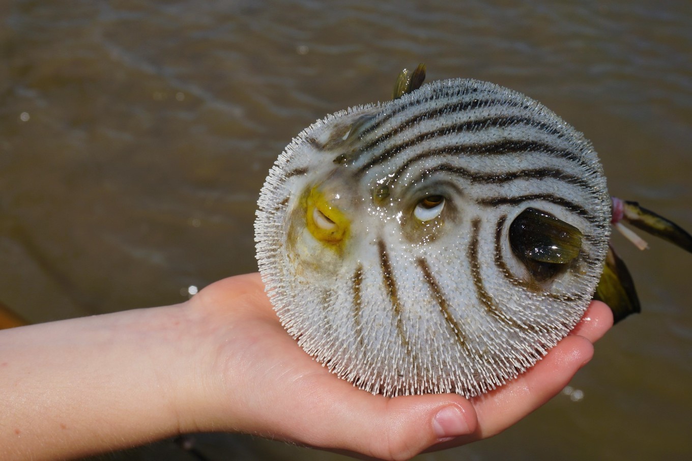 下面这种也叫puffer fish,别名seal face,因为脸长得像海豹.