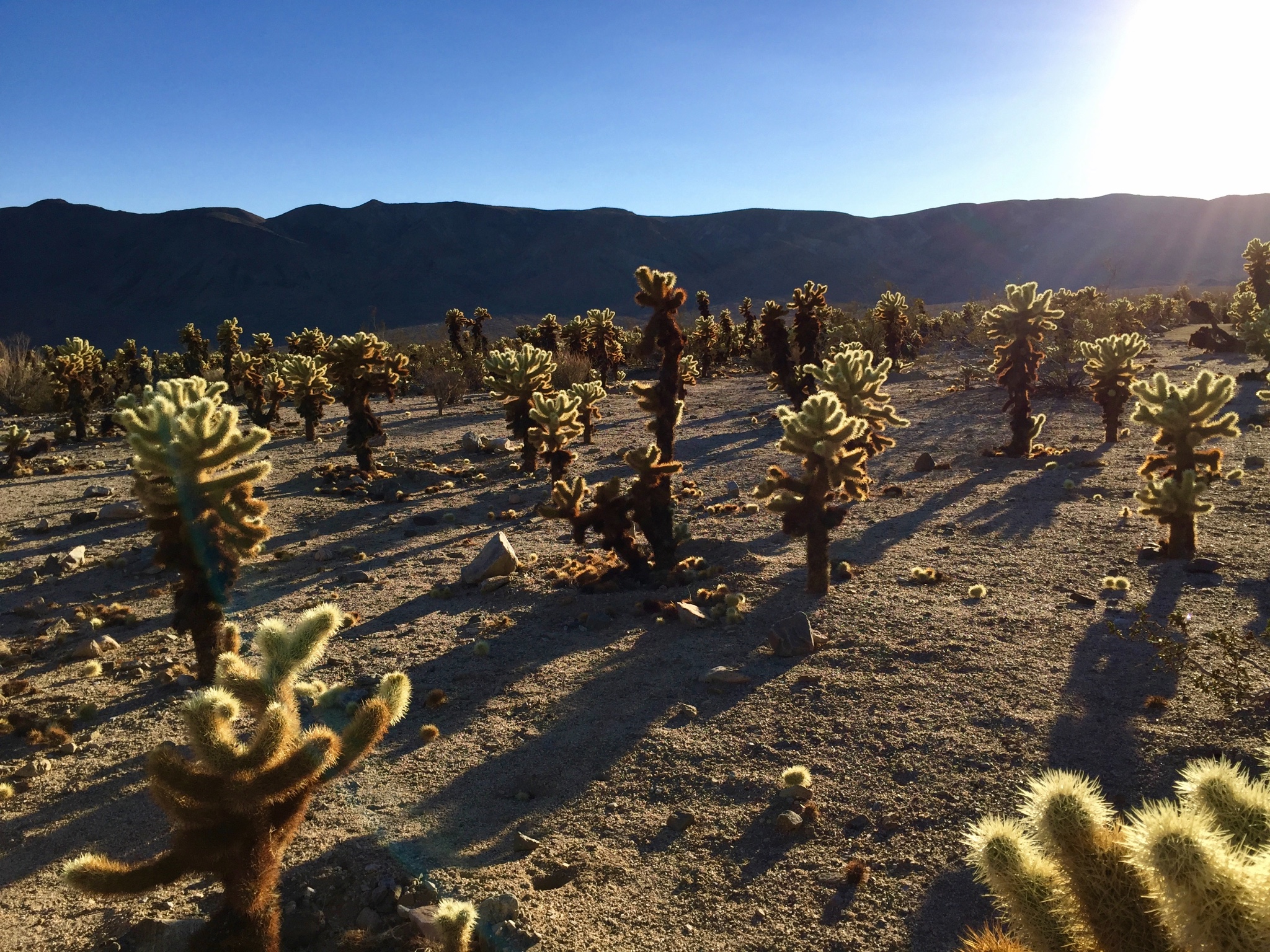 joshuatree约书亚树国家公园--漫游沙漠