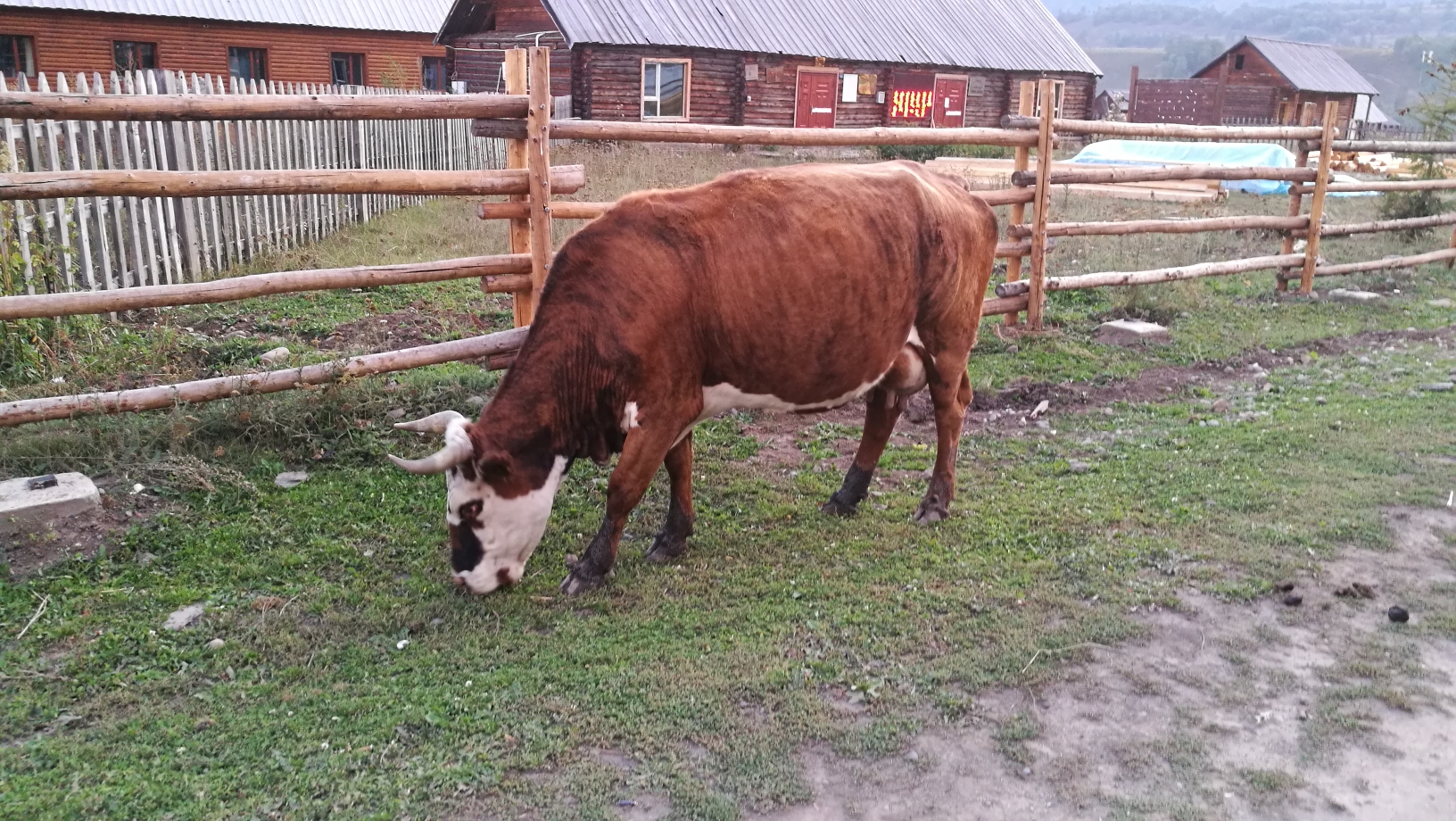 马走花猜成语_看图猜成语(3)