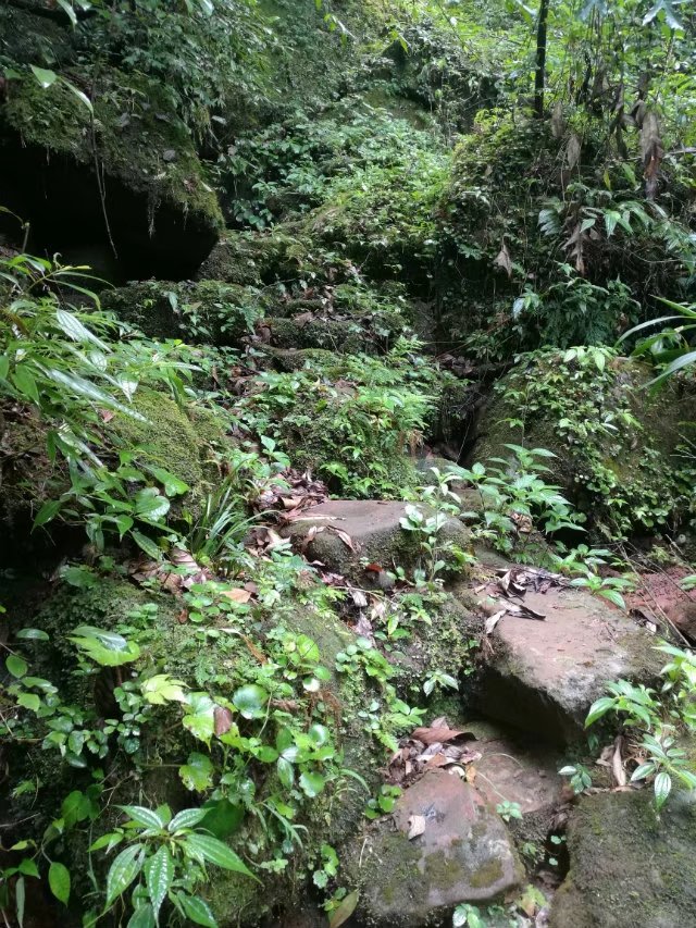 合江县有多少人口_一场果敢的直觉之旅 雅安合江镇万亩茶园(3)