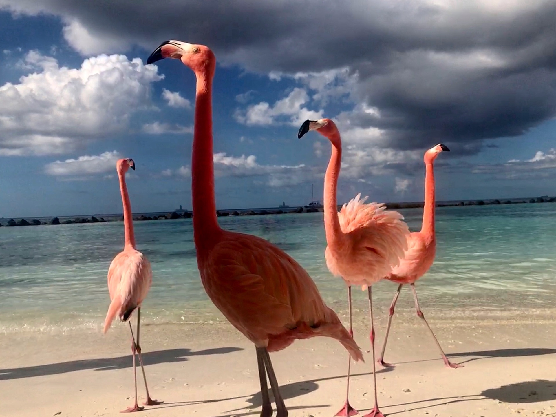 加勒比海阿鲁巴岛火烈鸟之旅