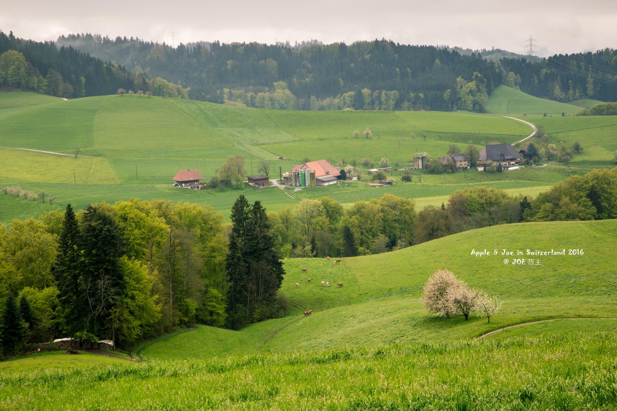 【蜂首|宝藏】花间雪,湖畔春,晴潋雨蒙入梦深(瑞士9日自驾游)