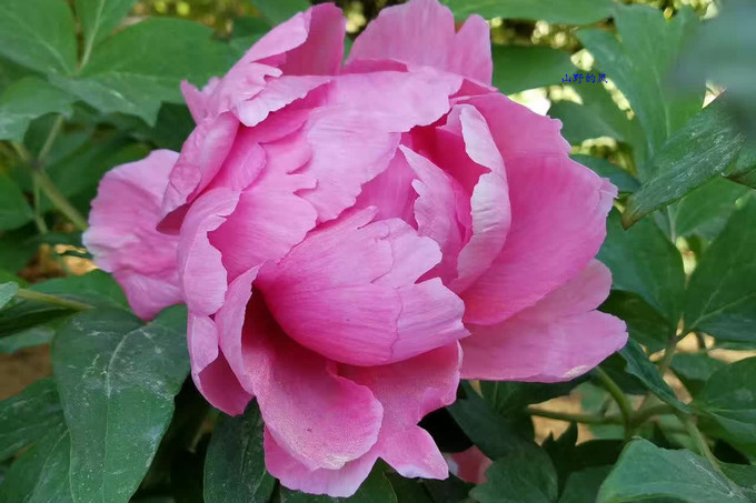 百年松树五月芭蕉猜一成语_芭蕉树图片