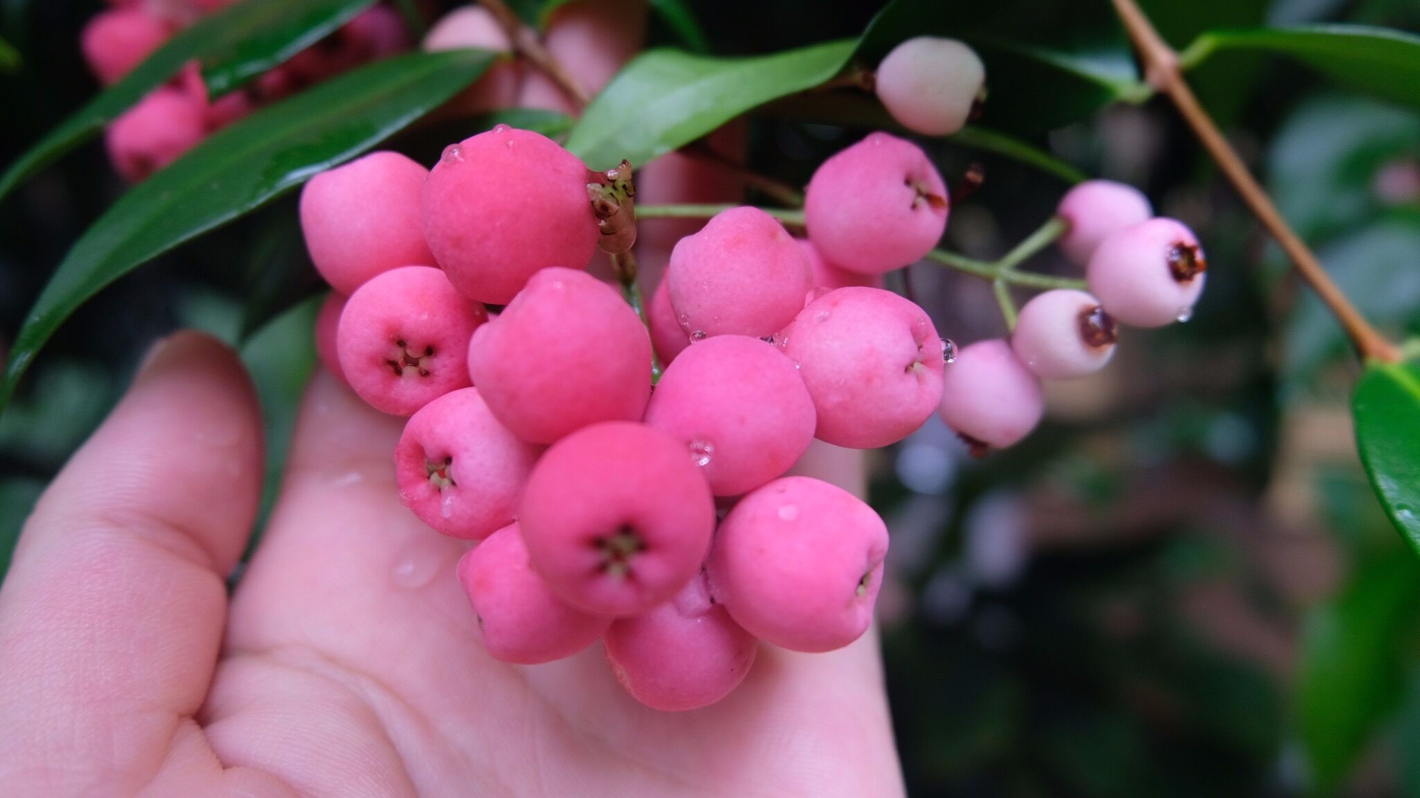 还被我发现了粉红色的浆果,好可爱.