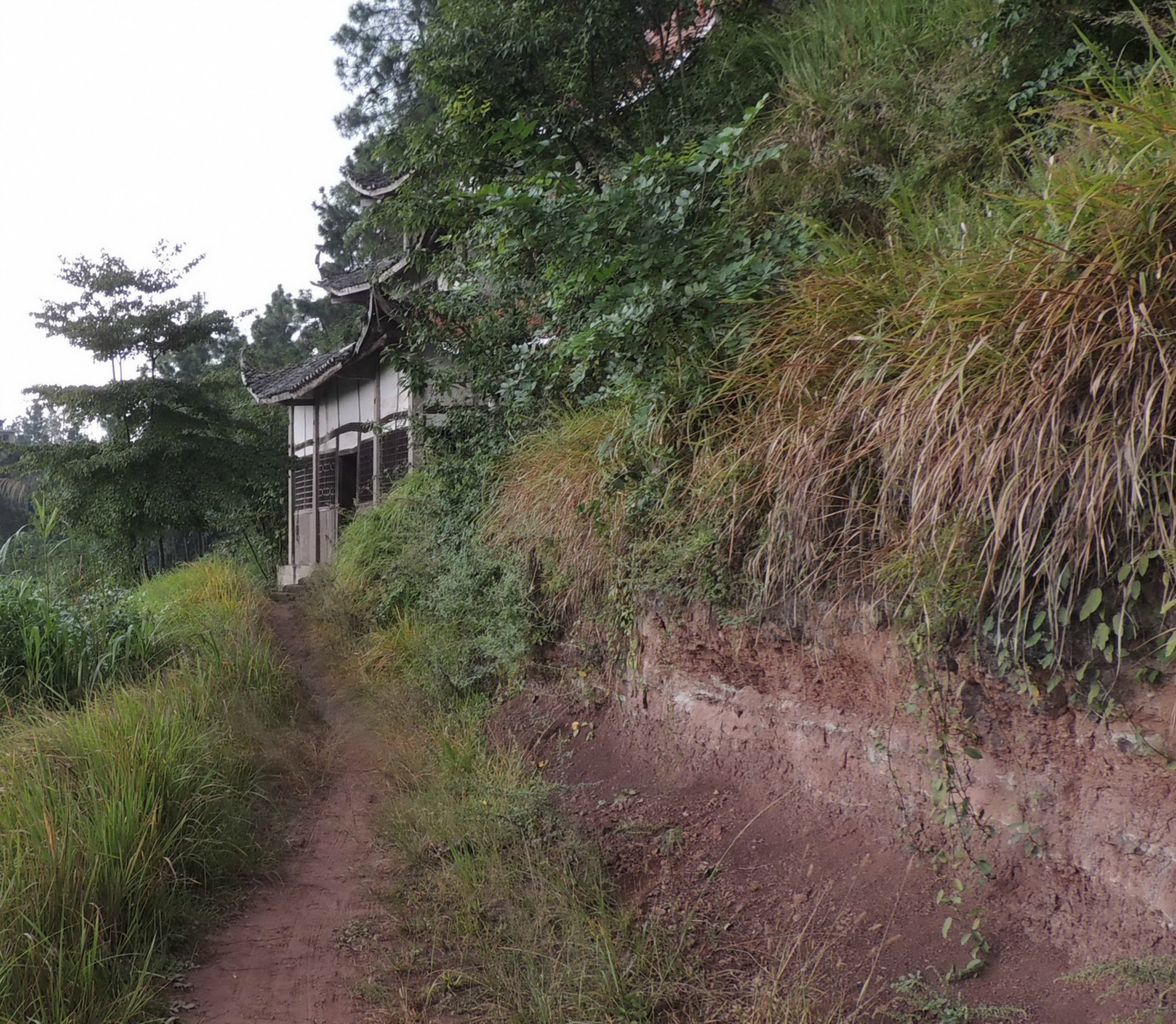 安岳人口碑_安岳柠檬图片(2)