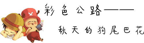 彩色公路—秋天的狗尾巴花 彩色公路—秋天的狗尾巴花