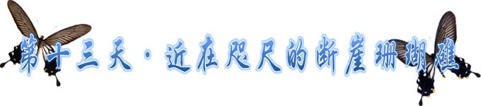 第十三天~原来珊瑚就在身边 第十三天~原来珊瑚就在身边