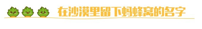 在沙漠里留下蚂蜂窝的名字 在沙漠里留下蚂蜂窝的名字