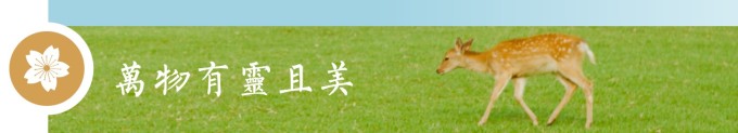 奈良:万物有灵且美 奈良:万物有灵且美