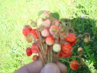 山顶上的天然美味,野生草莓 山顶上的天然美味,野生草莓